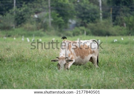 Cows grazing in the grass field, has a bird (Mynas) standing on his back.