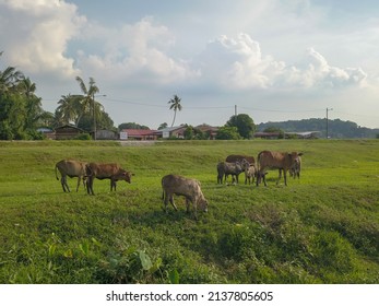 Cows Grazing Grass At Malays Kampung Of Malaysia.