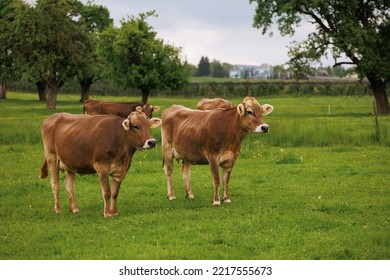 Cows Grazing Grass On A Meadow