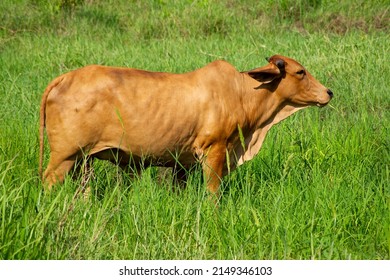 
cows grazing in green fields