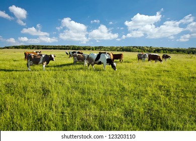 Cows grazing in green meadow