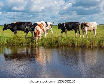 19,704 Friesland netherlands Images, Stock Photos & Vectors | Shutterstock