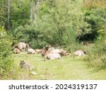 Cows grazing in a meadow in the Sierra del Cadí, pre-Pyrenees mountain in Catalonia, Provinde of Lleida, Spain.