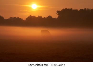 Cows grazing in a misty field in early morning sunrise at dawn
