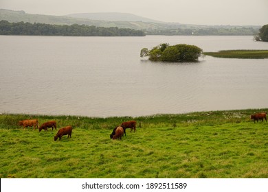  Cows Grazing Near Lough Arrow Lake, County Sligo,Ireland