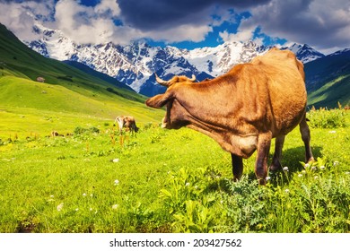 Cows grazing on a alpine meadow at the foot of  Mt. Shkhara. Upper Svaneti, Georgia, Europe. Caucasus mountains. Beauty world.