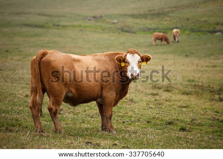 Cows grazing on autumn pasture Stock photo © 