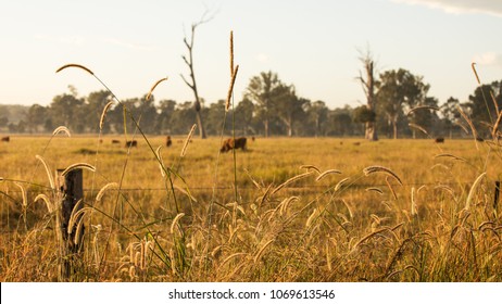 Cows Grazing on a Cattle Farm during the Sunrise in Outback Queensland Australia