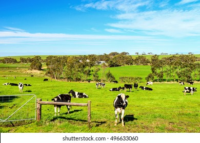 Cows Grazing On A Daily Farm In Rural South Australia