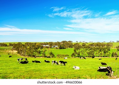 Cows Grazing On A Daily Farm In Rural South Australia