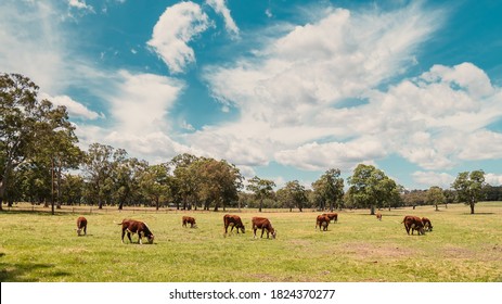 Cows grazing on a dairy farm in Adelaide Hills area, South Australia