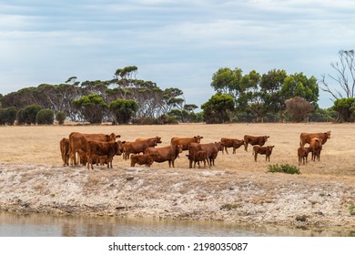 Cows Grazing On A Dairy Farm On Kangaroo Island, South Australia