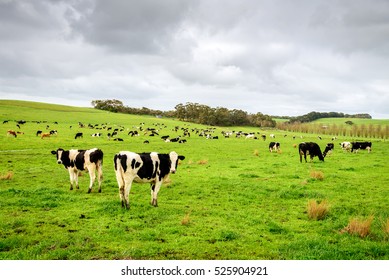 Cows Grazing On A Dairy Farm In Rural South Australia