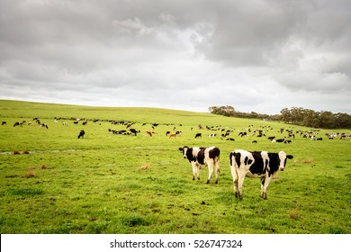 Cows Grazing On A Dairy Farm In Rural South Australia