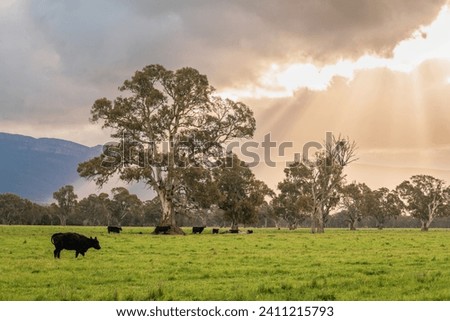 Cows grazing on a dairy farm in rural Victoria at sunset time after the rain, Australia