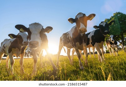 Cows Grazing On Farm Yard At Sunset. White And Black And Brown Cattle Eating And Walking Outdoors.