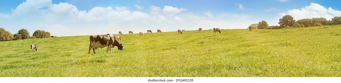 Cows grazing on a Field in Summertime - Cow Farm Panorama