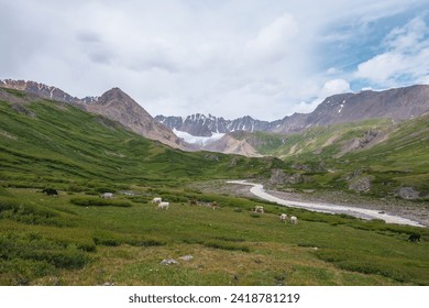 Cows grazing on flowering grassy meadow near serpentine mountain river with view to big glacier in large mountains. Snake river flows in green alpine valley under cloudy sky. Cattle among lush flora. - Powered by Shutterstock