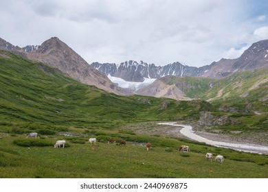 Cows grazing on flowering grassy meadow near serpentine mountain river with view to big glacier in large mountains. Snake river flows in green alpine valley under cloudy sky. Cattle among lush flora.
