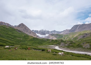 Cows grazing on flowering grassy meadow near serpentine mountain river with view to big glacier in large mountains. Snake river flows in green alpine valley under cloudy sky. Cattle among lush flora. - Powered by Shutterstock