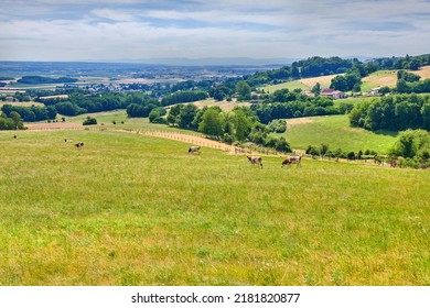 Cows Grazing On Grass Field Of Lush Farmland Between Trees In Rural Countryside. Bovine Livestock Eating Grass On A Peaceful And Quiet Nature Landscape In France. Organic And Free Range Meat Industry