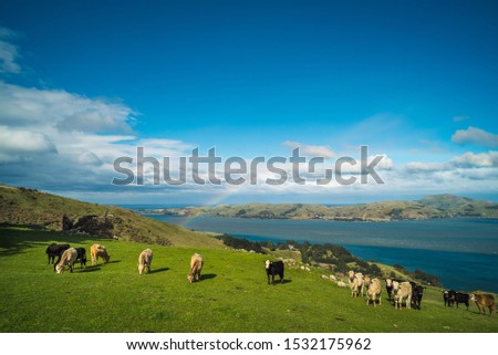 Cows grazing on a grassy hill with a colourful rainbow arching over the ocean in the background. A beautiful sunny day in Dunedin New Zealand south island.