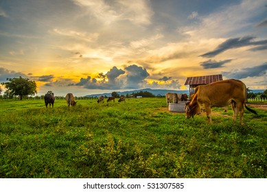 Cows grazing on a green field. - Shutterstock ID 531307585