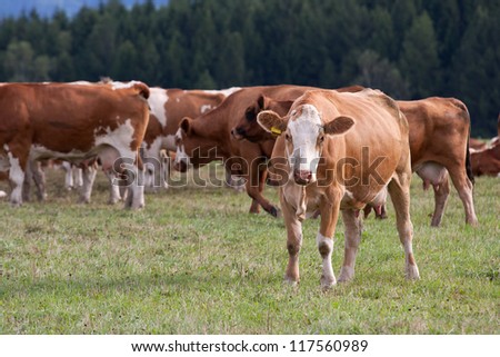 Cows grazing on a green field, Czech Republic Stock photo © 