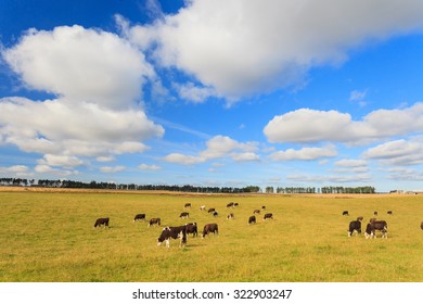 Cows Grazing On A Green Lush Meadow In Aberdeenshire, Scotland UK