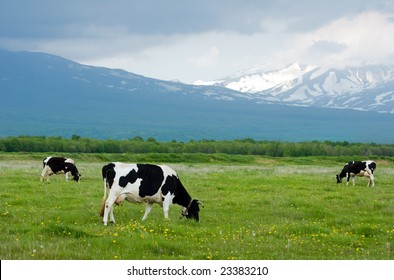 Cows Grazing On A Green Pasture Near Mountains
