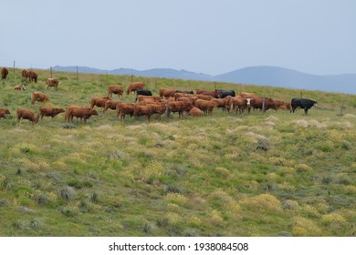 Cows grazing on the green pastures, up on the mountain 