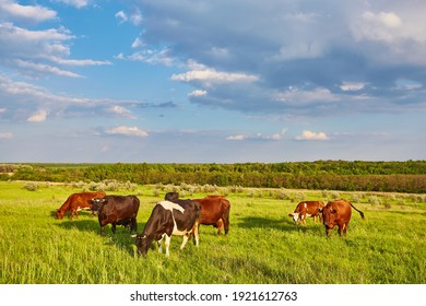 Cows grazing on a green summer meadow