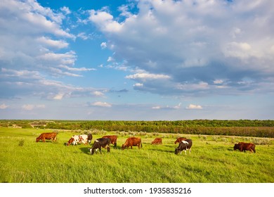 Cows grazing on a green summer meadow