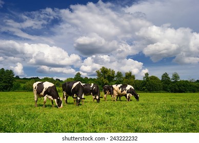 Cows grazing on a green summer meadow. Livestock in the pastures near Porva, Vinye in Bakony Mountain and Forest, Hungary