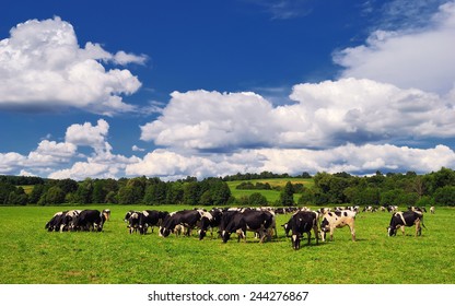 Cows grazing on a green summer meadow in Hungary
