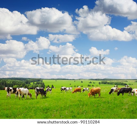 Cows grazing on a green summer meadow