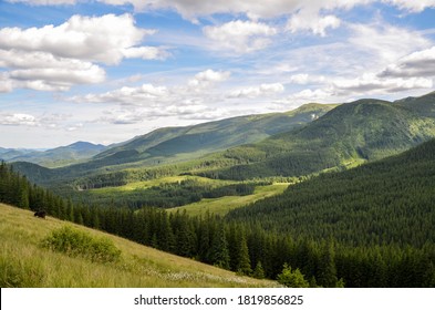 Cows Grazing On The Hill In A Pasture In The Mountains. Beautiful Carpathian Mountains Panorama, Ukraine
