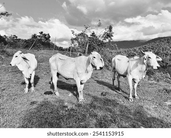 Cows Grazing on a Hillside in Costa Rica. A black-and-white photograph of cows grazing on a grassy hillside in rural Costa Rica. The image captures cows in a natural, open landscape with a cloudy sky. - Powered by Shutterstock