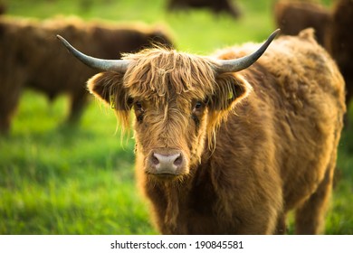 Cows Grazing On Lovely Green Pasture Stock Photo 230086279 | Shutterstock