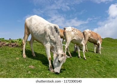 cows grazing on a meadow - Shutterstock ID 1172300140