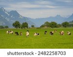 Cows are grazing on a meadow. Cattle cow pasture in a green field. Dairy cattle at pasture on hill in rural. Cattle Breed pasture on grass field. Brangus Cattle in natural pasture. Pastures cow.