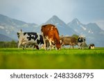 Cows are grazing on a meadow. Cattle cow pasture in a green field. Dairy cattle at pasture on hill in rural. Cattle Breed pasture on grass field. Brangus Cattle in natural pasture. Pastures cow.