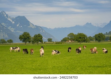 Cows are grazing on a meadow. Cattle cow pasture in a green field. Dairy cattle at pasture on hill in rural. Cattle Breed pasture on grass field. Brangus Cattle in natural pasture. Pastures cow.