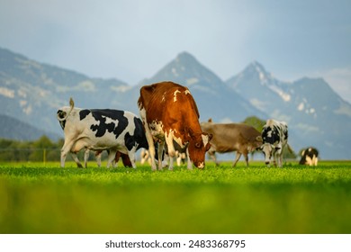 Cows are grazing on a meadow. Cattle cow pasture in a green field. Dairy cattle at pasture on hill in rural. Cattle Breed pasture on grass field. Brangus Cattle in natural pasture. Pastures cow.