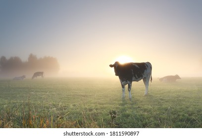 Kühe, die im Sommer auf staubigen Weiden im Morgengrauen weiden