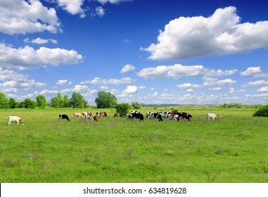 Cows grazing on pasture     