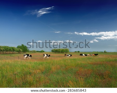 Similar – Salt marshes with blooming sea lilacs and beach mugwort, curious cattle behind the fence | Hallig Gröde