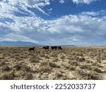 Cows Grazing on the Rangeland in Ruby Valley