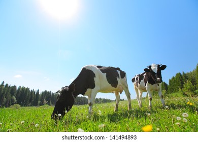 Cows Grazing On Spring Meadow Sunny Stock Photo Shutterstock
