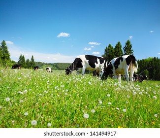 Cows grazing on a spring meadow in sunny day